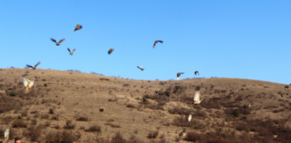 კასპის მუნიციპალიტეტის მერია: იგოეთის მახლობლად ველურ ბუნებაში ფონდ „ქართუს“ მიერ გადმოცემული 100 გნოლი და 200 კაკაბი გაუშვეს, ბიძინა ივანიშვილი და მისი ოჯახი უკვე წლებია ფრინველთა უნიკალური ჯიშების გამრავლებას და ველურ ბუნებაში მათ გაშვებას აფინანსებს