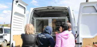 სურსათის ეროვნული სააგენტო: 502 აყვანილი ძაღლიდან 435 უკვე დაუბრუნდა გარემოს, დანარჩენი ცხოველები, ვეტერინარული მანიპულაციების შემდეგ, ეტაპობრივად დაუბრუნდებიან